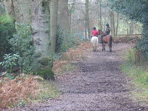 bridleway: a path for riding a horse (which is controlled by a bridle)