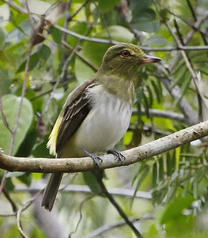 bright-rumped attila: a bird native to the Americas, Attila spadiceus