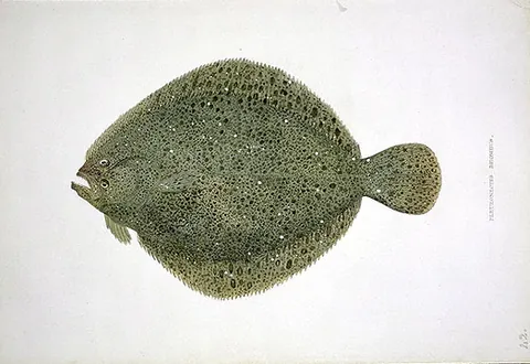 brill: a type of flatfish, Scophthalmus rhombus
