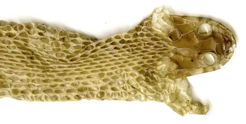 brille: a transparent scale that covers the eye of a snake and is periodically shed as part of the exuvia