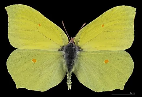 brimstone: the sulfur of hell; hell, damnation