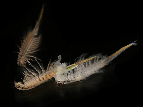 brine shrimp: an aquatic crustacean of the taxonomic genus Artemia, one species of which is often marketed under...