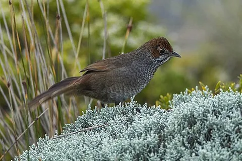 bristlebird: any of three species of passerine birds in the genus Dasyornis endemic to Australia