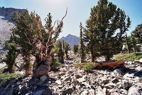 bristlecone pine: any of certain small, slow-growing pine trees found in the western United States, of three species...