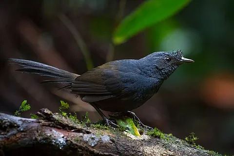 bristlefront: any of the birds in the genus Merulaxis, found in Brazil