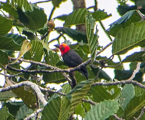 bristlehead: pityriasis gymnocephala, a passerine bird endemic to Borneo, having short barbless feathers on the...