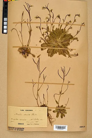 bristol rockcress: a species of rockcress, Arabis scabra, found originally only in the Avon Gorge
