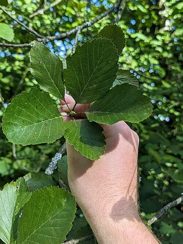 bristol whitebeam: a species of whitebeam, native to the Avon Gorge and surrounding area