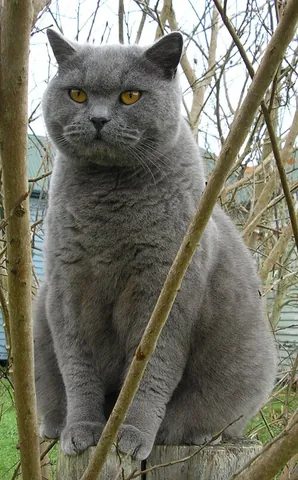 british blue: a British Shorthair cat having solid blue-grey fur with copper eyes and medium tail