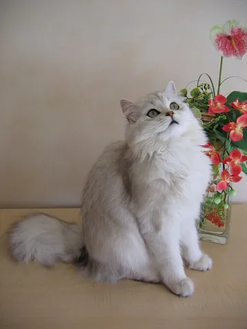 british longhair: a medium-size, long-haired domestic cat breed, originating in Great Britain