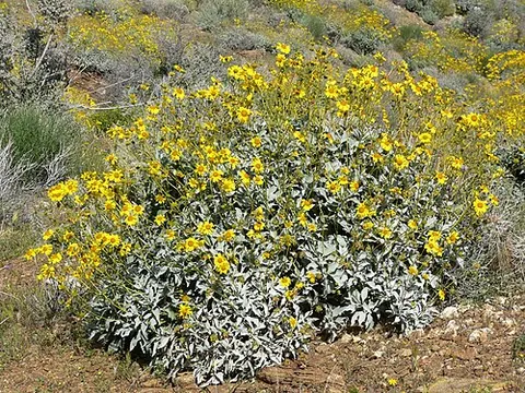 brittlebush: a shrub native to deserts in the southwestern US and northern Mexico, Encelia farinosa