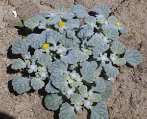 brittlestem: a plant of the genus Psathyrotes of annual and perennial forbs and low subshrubs native to dry...