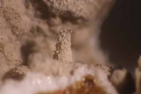 brizziite: a mineral containing sodium, antimony and oxygen that is found in Europe