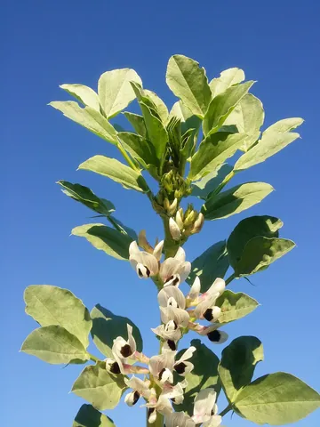 broad bean: an edible bean that has broad seeds (Vicia faba)