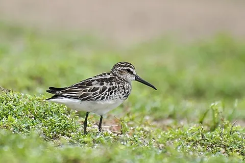 broad-billed sandpiper: a type of sandpiper, (Calidris falcinellus)
