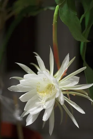 broad-leaved epiphyllum: a cactus of species Epiphyllum oxypetalum, whose flowers usually bloom only one night a year