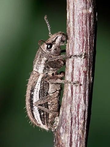 broad-nosed weevil: any in the subfamily Entiminae of weevils (Curculionidae)