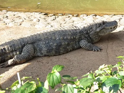 broad-snouted caiman: one of the largest caimans (Caiman latirostris), endemic to eastern and central South America