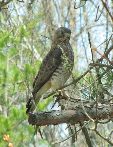 broad-winged hawk: buteo platypterus, a small hawk of the Buteo genus