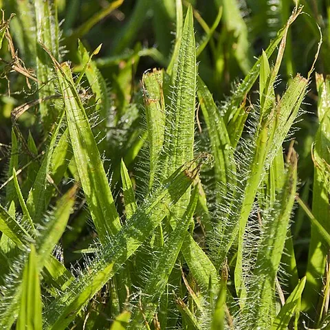 broadleaf carpet grass: grass of species Axonopus compressus, native to the tropics and subtropics of North America, but...