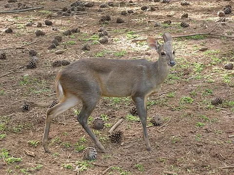 brocket: a stag in its second year, before its horns have started branching