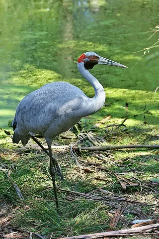 brolga: a large grey crane (Antigone rubicunda, syn. Grus rubicunda), of northern and eastern Australia