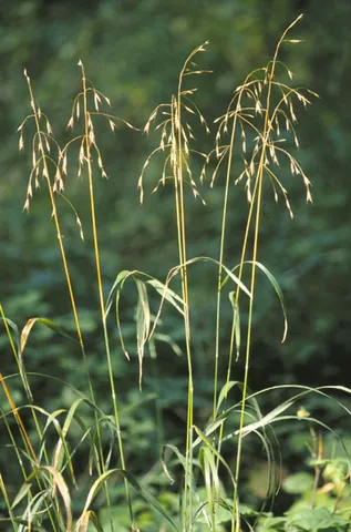 bromegrass: any of various North American grasses, of the genus Bromus, that are used for forage
