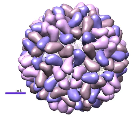 bromovirus: any member of the virus genus Bromovirus