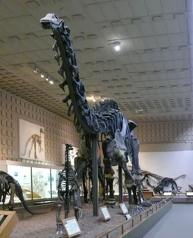 brontosaurus: any member of the genus †Brontosaurus of herbivorous sauropod dinosaurs with whip-like tails, which...