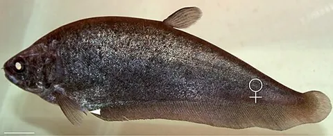bronze featherback: notopterus notopterus, a fish in the family Notopteridae, found in south and southeast Asia. Young...