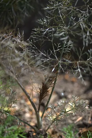 bronze fennel: an ornamental variety of fennel having a dark, brownish purple tint to the foliage, and a stronger,...
