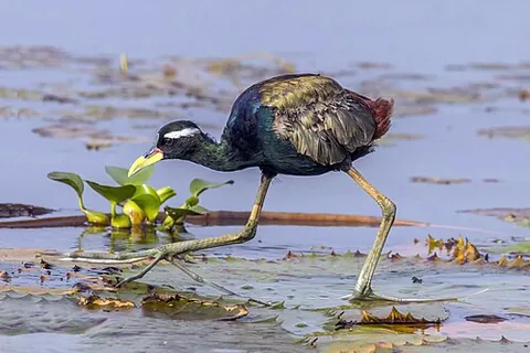 bronze-winged jacana: a wader of species Metopidius indicus, in the family Jacanidae