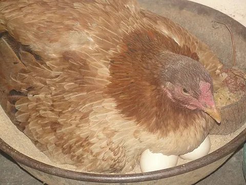 brooding: broody; incubating eggs by sitting on them