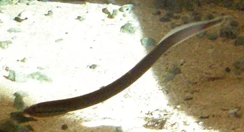 brook lamprey: a small European lamprey, Lampetra planeri