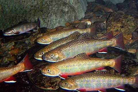 brook trout: a fish of the species Salvelinus fontinalis