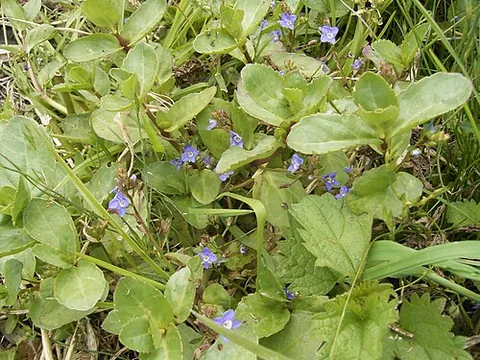 brooklime: european brooklime (Veronica beccabunga)