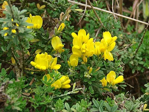 broom bush: various taxa of Genisteae traditionally used to make brooms
