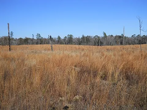 broom sedge: andropogon virginicus, a tall grass native to the southeastern United States, considered invasive...