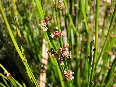 broom spurge: a grass-like erect spurge, native to Australia, of species Amperea xiphoclada (formerly known as...