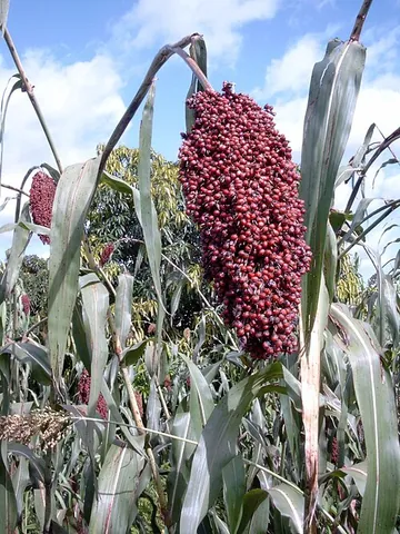 broomcorn: a variety of grass of the species Sorghum vulgare