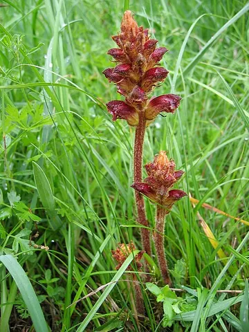 broomrape: any of various plants, of the genus Orobanche, that are parasitic on the roots of other plants