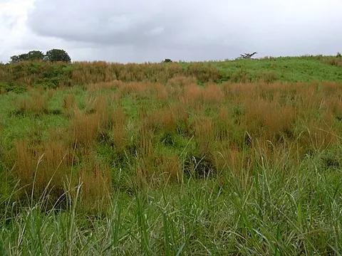 broomsedge: any species of grass in the genus Andropogon, especially Andropogon virginicus, broomsedge bluestem