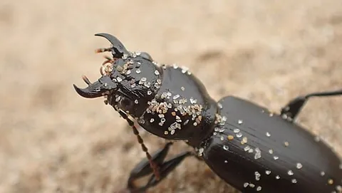 broscine: any ground beetle of the subfamily Broscinae, known for digging through sand