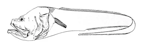 brotula: any of a family of ophidiiform fishes, of the taxonomic family Bythitidae, that bear live young