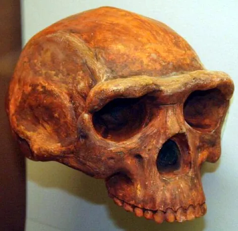 brow ridge: a bony projection in humans and other primates located above eye sockets delimiting the bottom of...