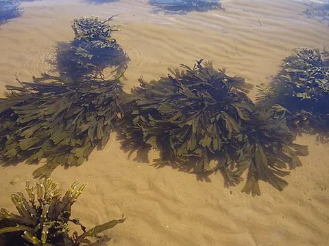brown alga: any of many seaweeds of the class Phaeophyceae