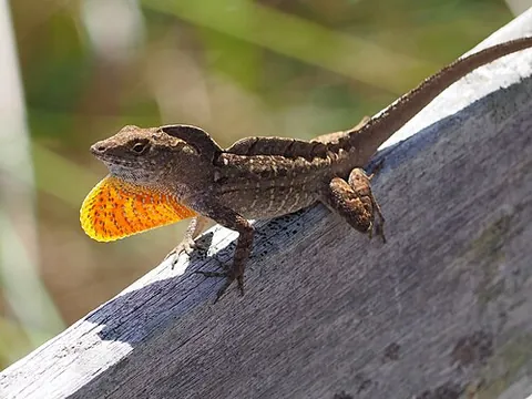 brown anole: anolis sagrei, a species of anole endemic to Cuba and invasive to the United States