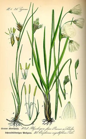 brown beaksedge: a sedge of species Rhynchospora fusca