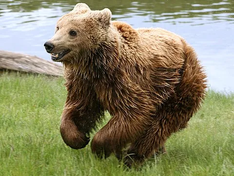 brown bear: a species of bears native to northern America, Europe and Asia having brownish fur. (Ursus arctos)