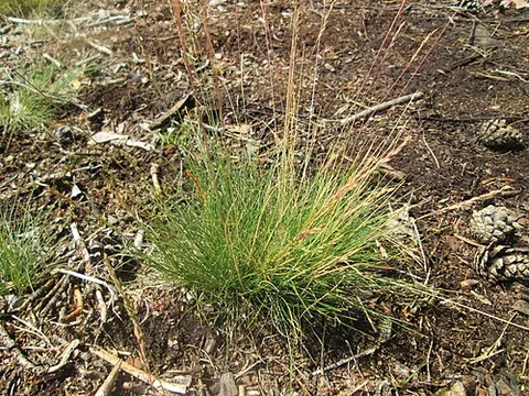 brown bent: agrostis canina (velvety bentgrass), of temperate Eurasia